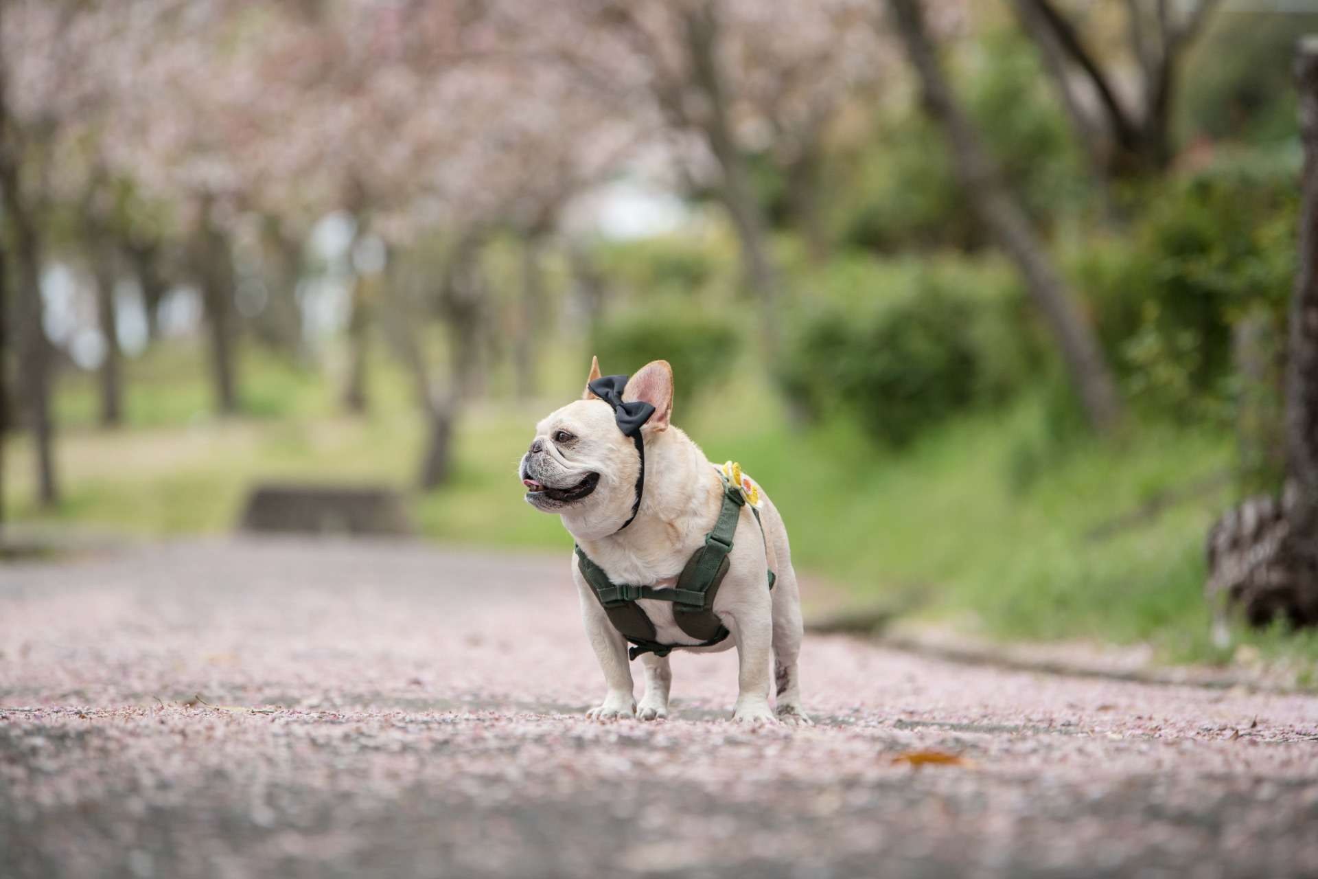 大阪ペット撮影は獣医師フォトグラファーの私にぜひご相談を！
