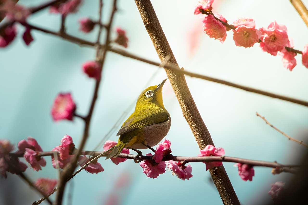 もうすぐ桜の季節です｜入学お祝い撮影なら大阪の三宅写真事務所